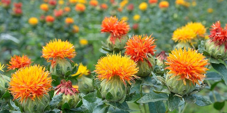 Safflower Wholesale