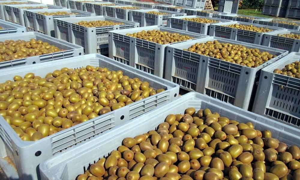 which country is the best exporter of kiwi fruit